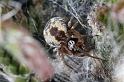 Dictyna_arudinacea_D7425_Z_88_NP De Hoge Veluwe_Nederland
